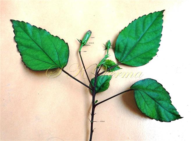  Flowering branch